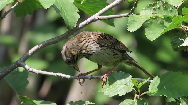 Lincoln's Sparrow - ML357091601