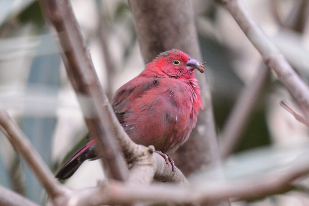 Red-billed Firefinch - ML35709161