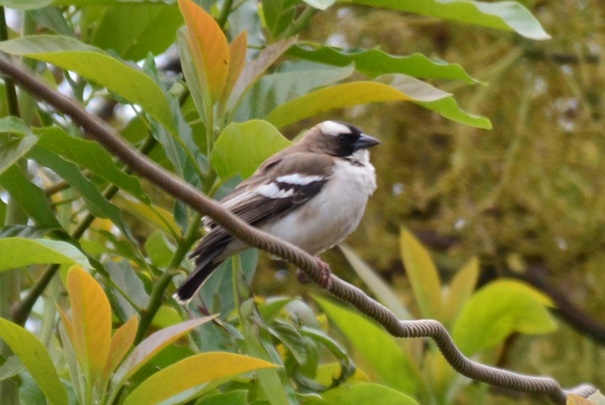 White-browed Sparrow-Weaver - ML35709181