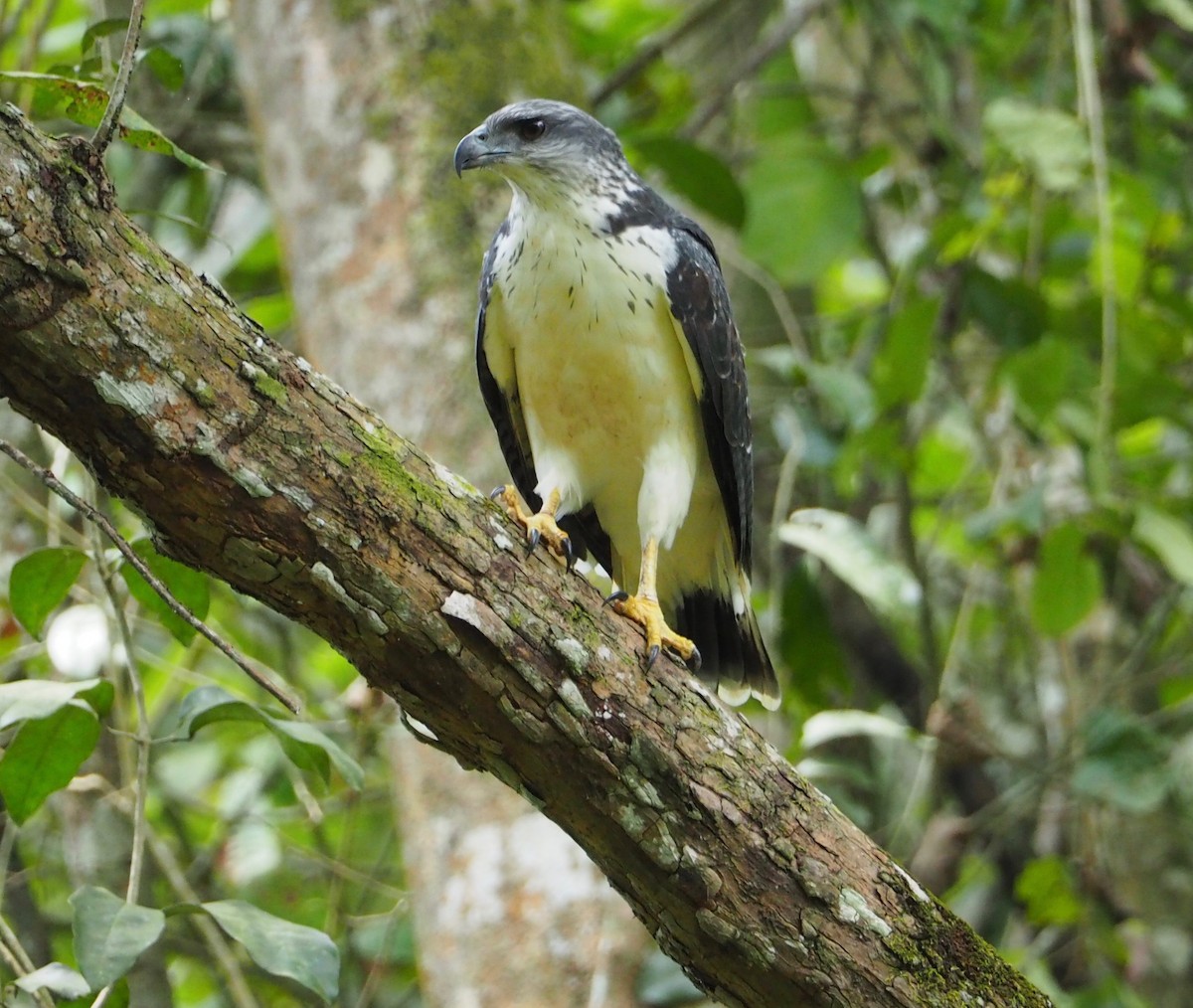 Gray-backed Hawk - ML357092321