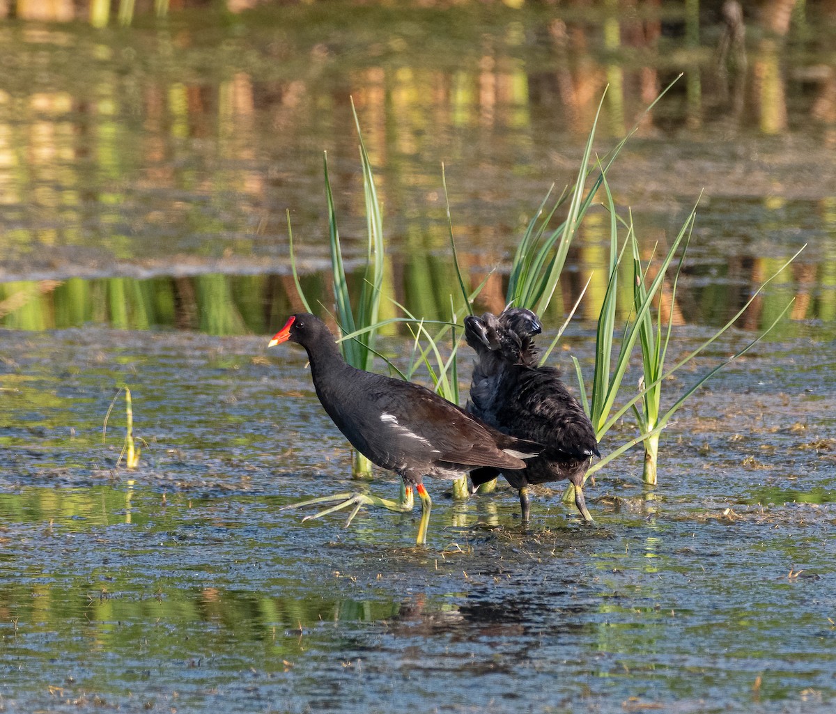 Common Gallinule - ML357093841