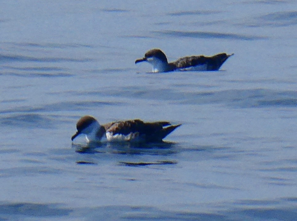 Great Shearwater - Tim Holland