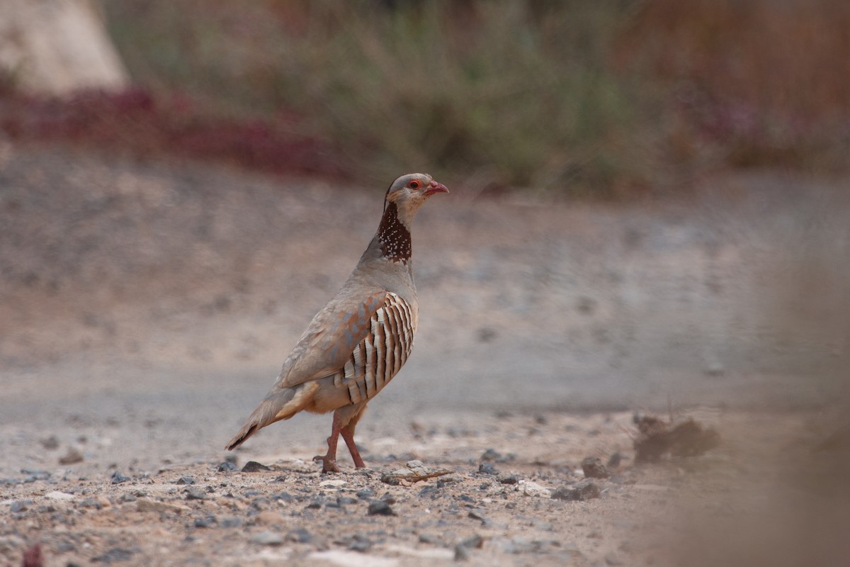 Barbary Partridge - Thomas Galewski