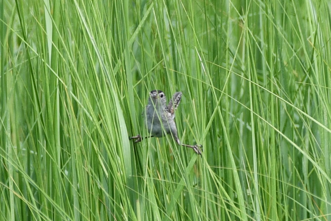 Marsh Wren - ML357096151