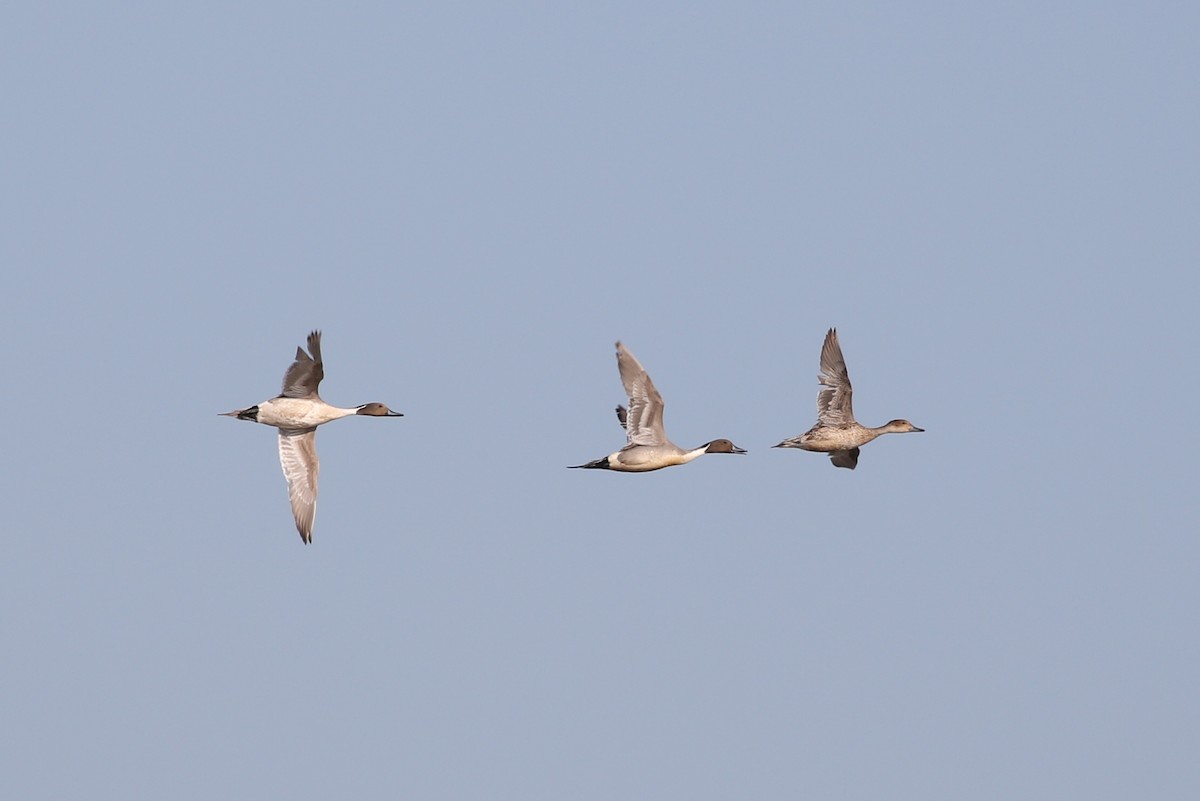 Northern Pintail - ML357096451