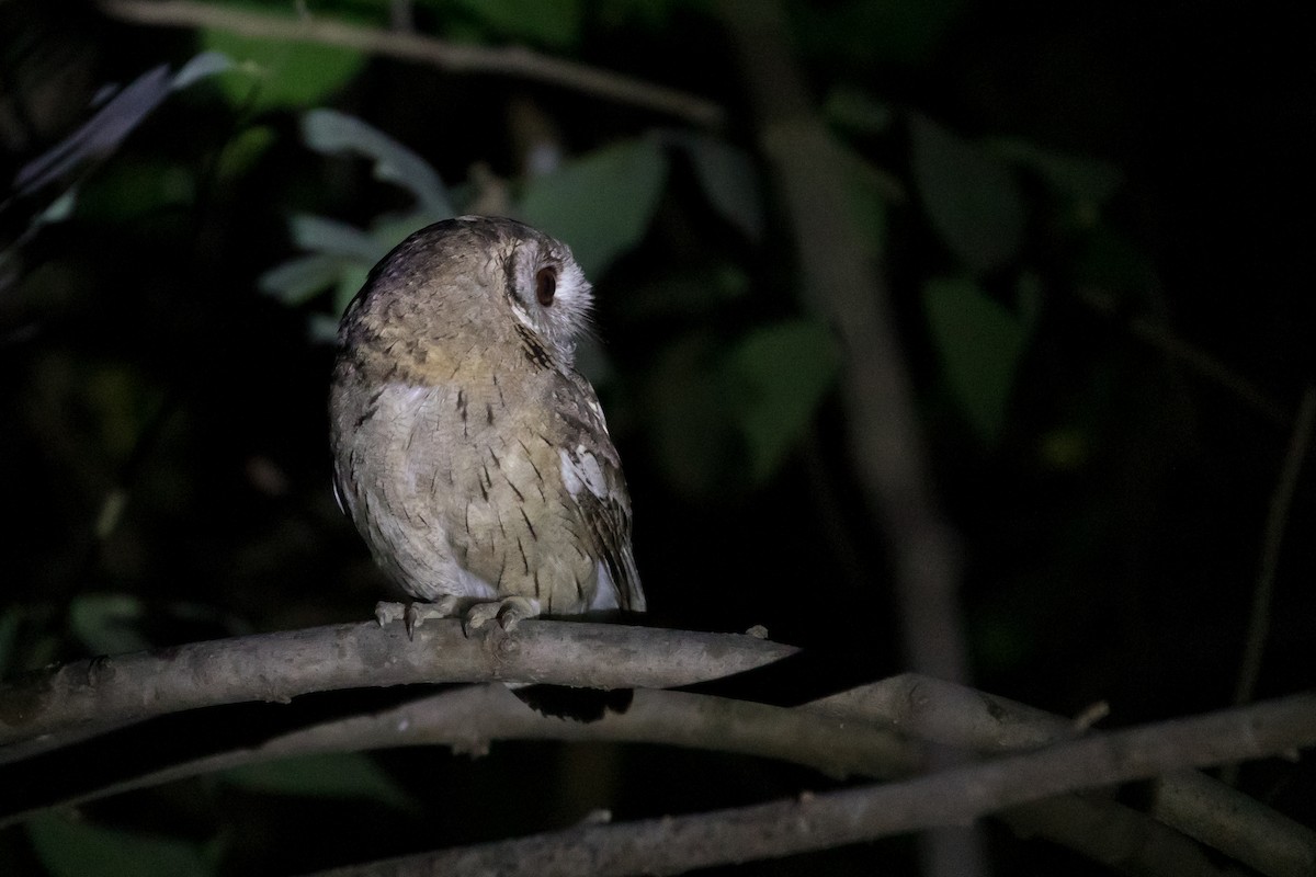 Indian Scops-Owl - ML357097071