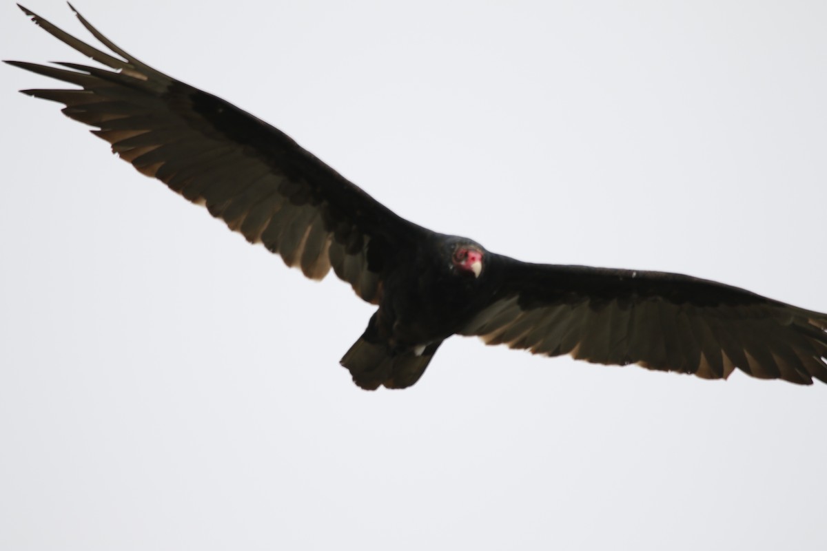 Turkey Vulture - Jasper Barnes