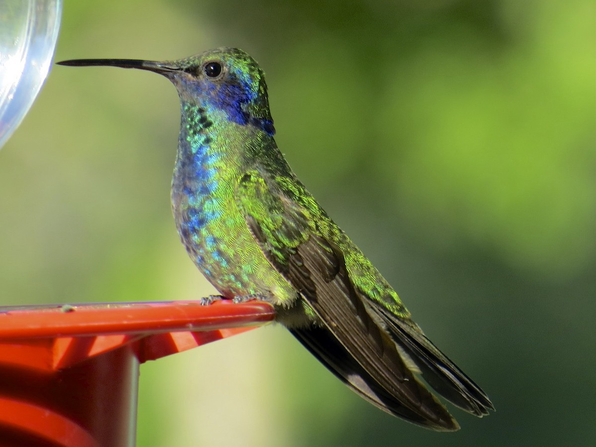 Mexican Violetear - ML35709801