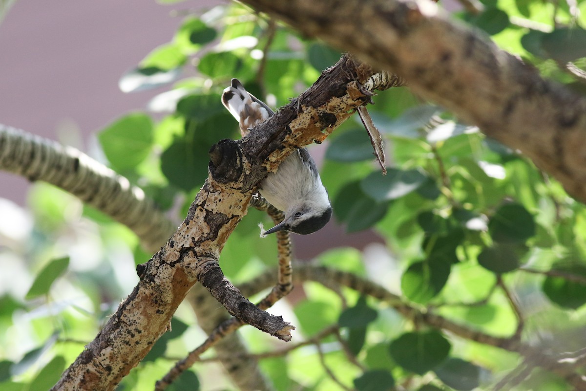 White-breasted Nuthatch (Interior West) - ML357099031