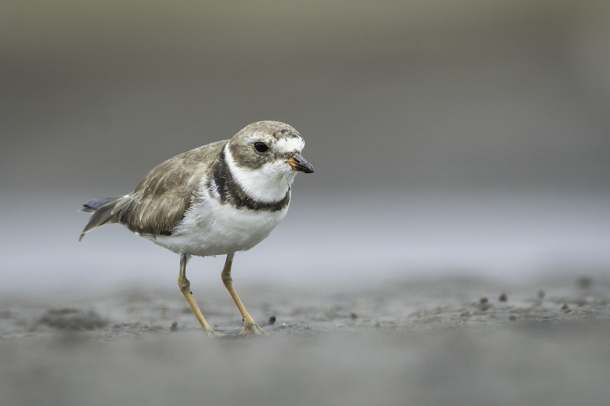 Semipalmated Plover - ML357099821