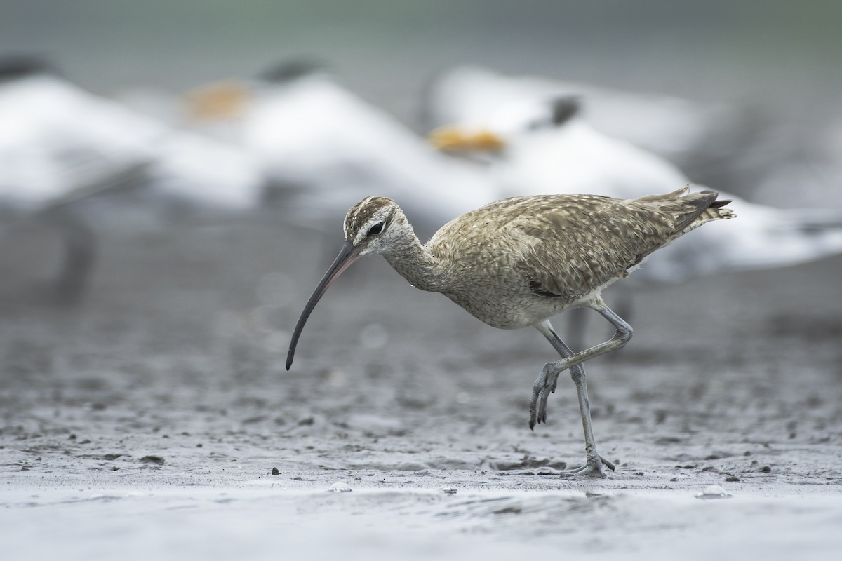 Whimbrel - Moises Rodriguez