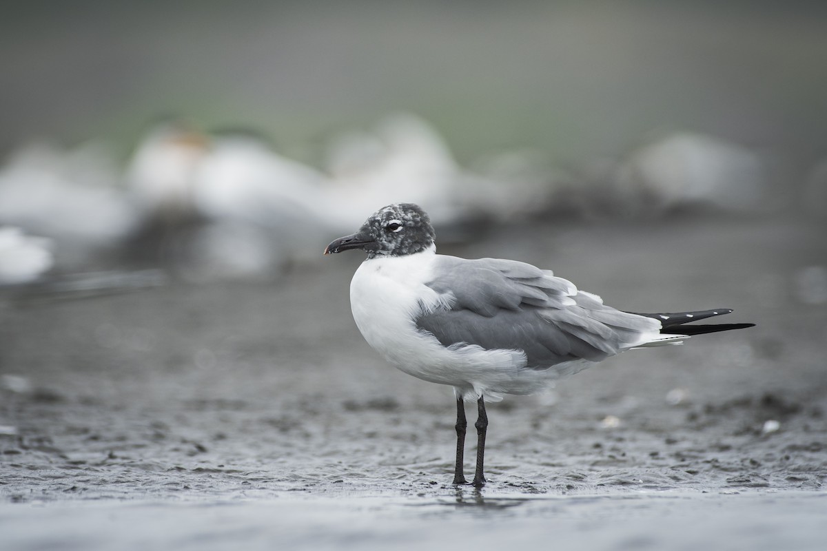 Laughing Gull - Moises Rodriguez