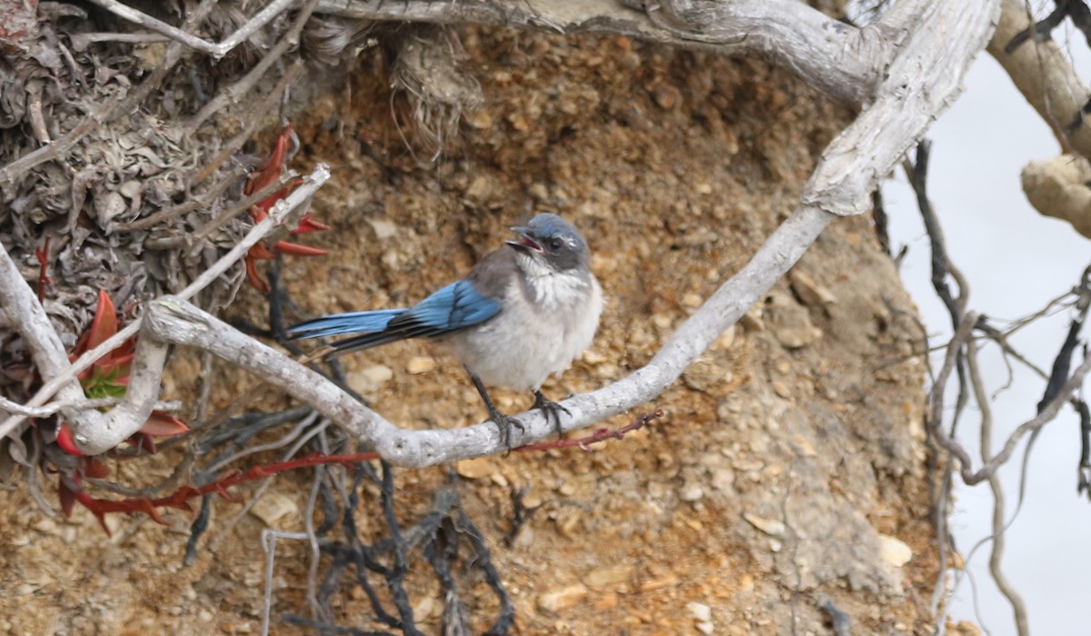 California Scrub-Jay - Jasper Barnes