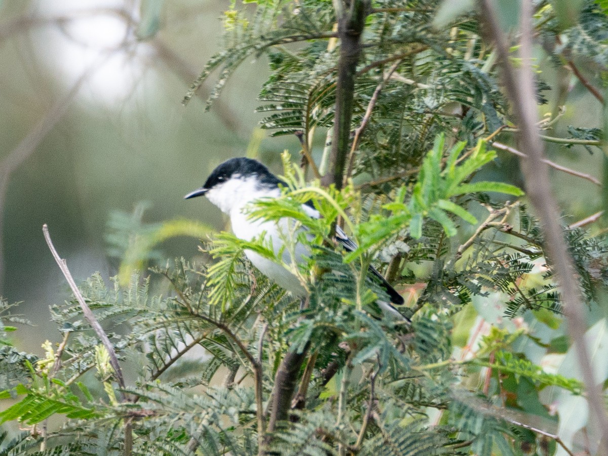 White-winged Triller - ML357100721