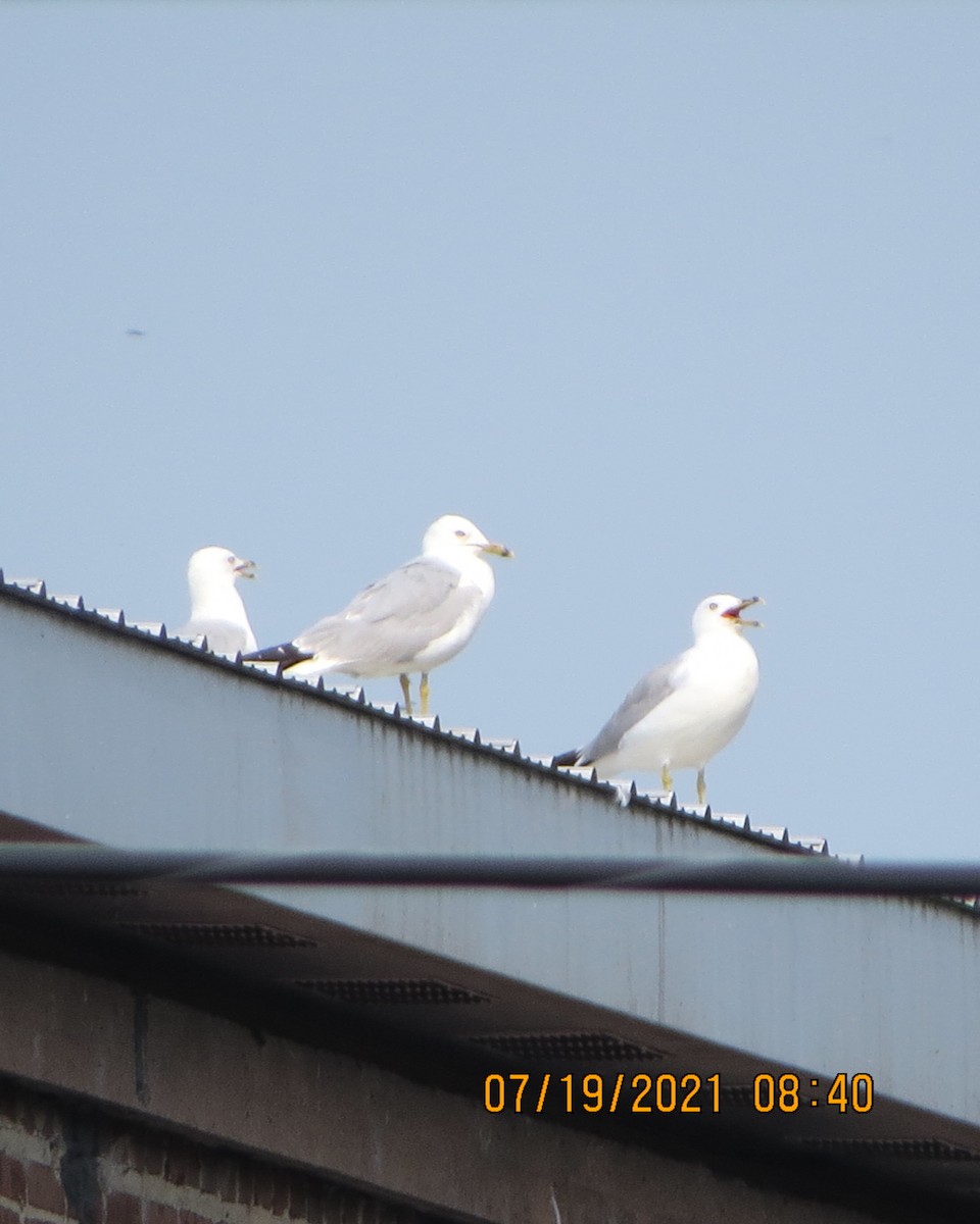 Ring-billed Gull - ML357100771