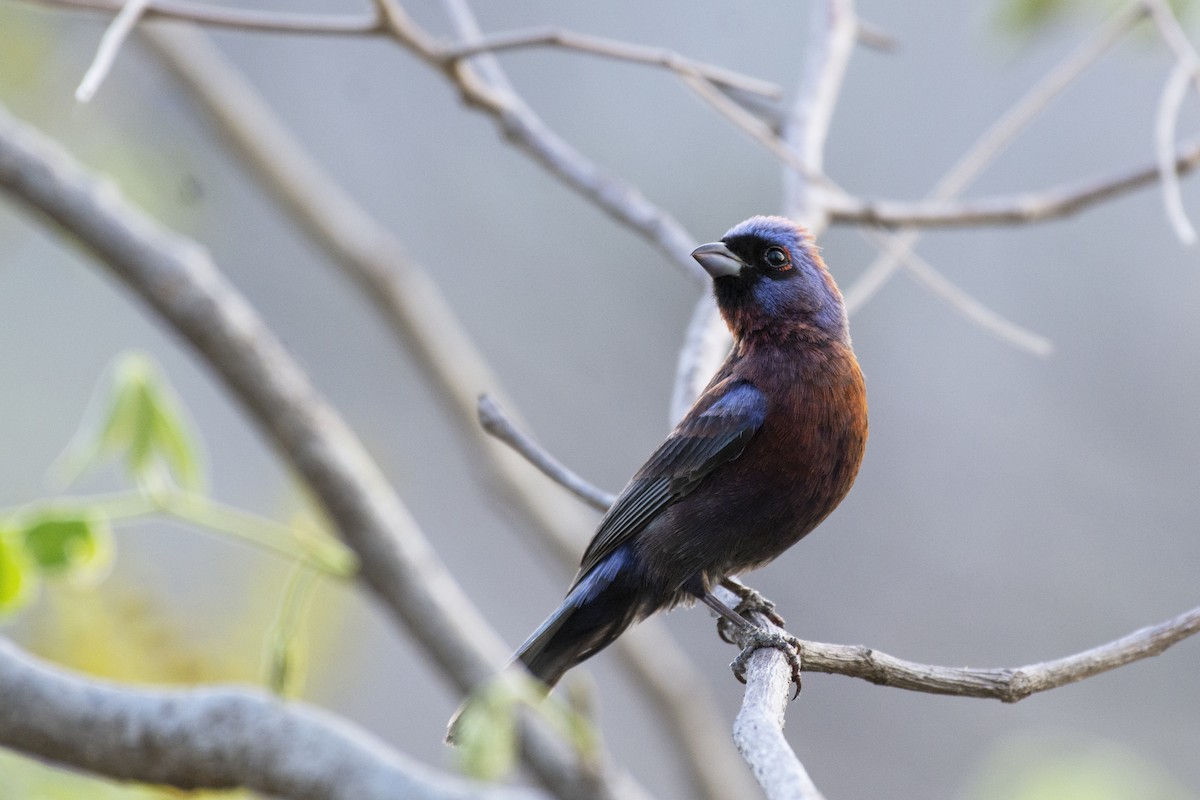 Varied Bunting - ML357101401