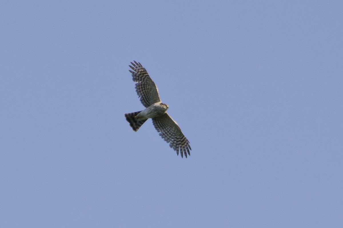 Sharp-shinned Hawk - Brian Davis