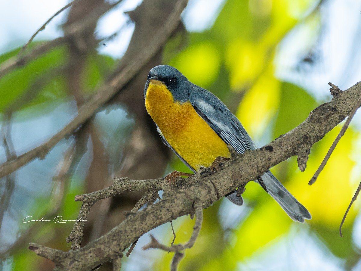 Tropical Parula - ML357101991