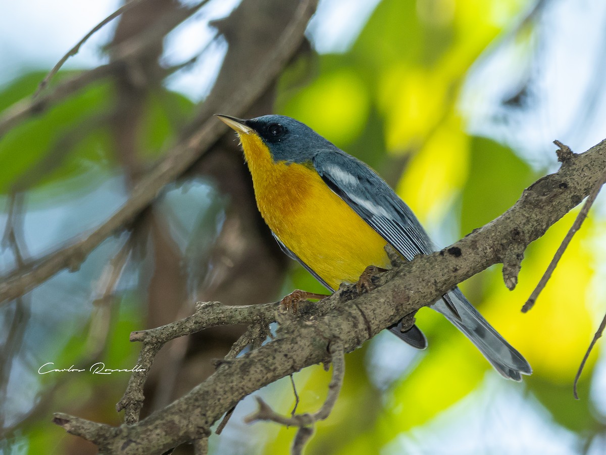 Tropical Parula - ML357102001