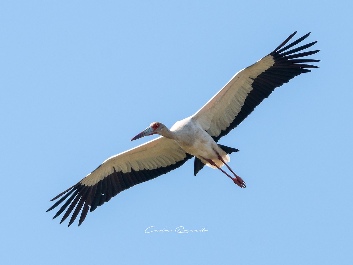 Maguari Stork - Carlos Rossello