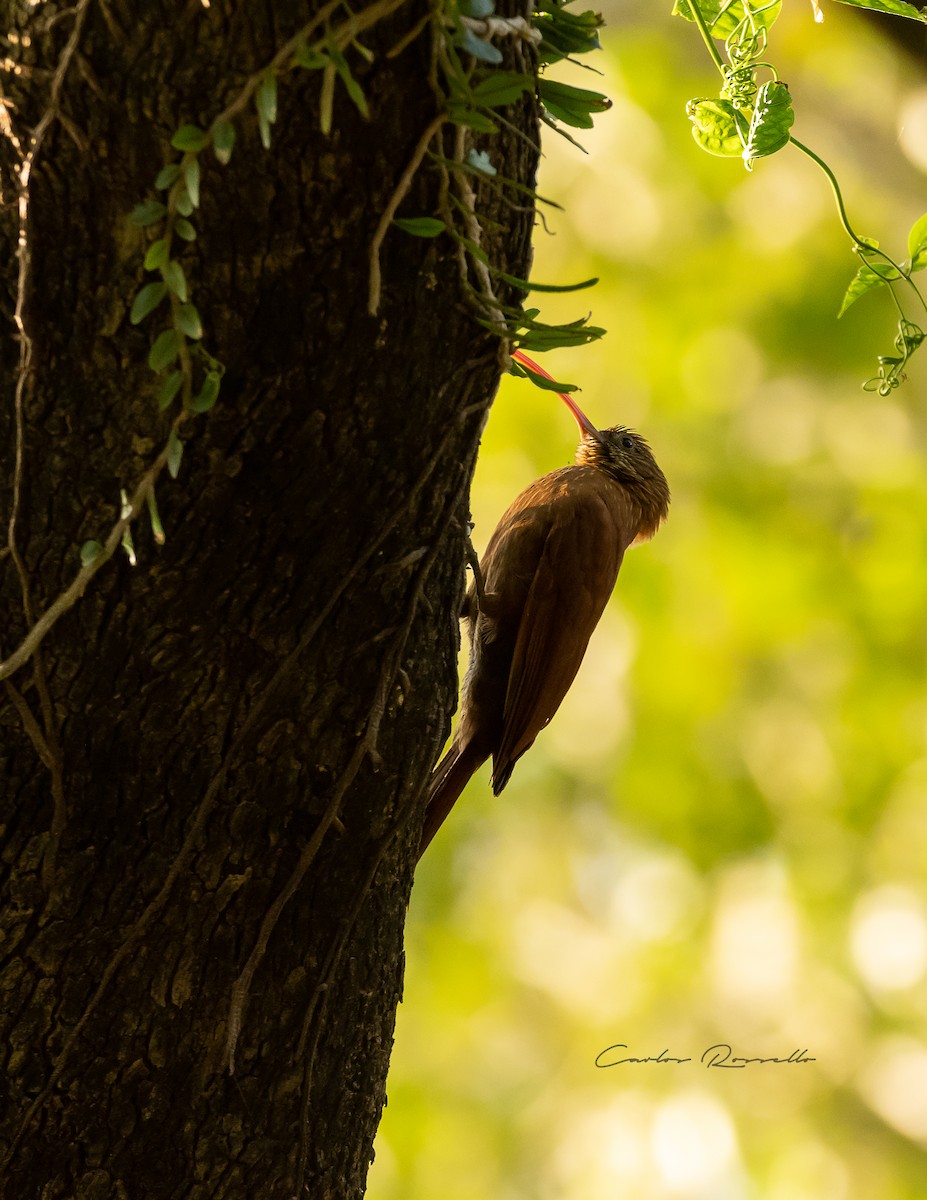 Red-billed Scythebill - Carlos Rossello