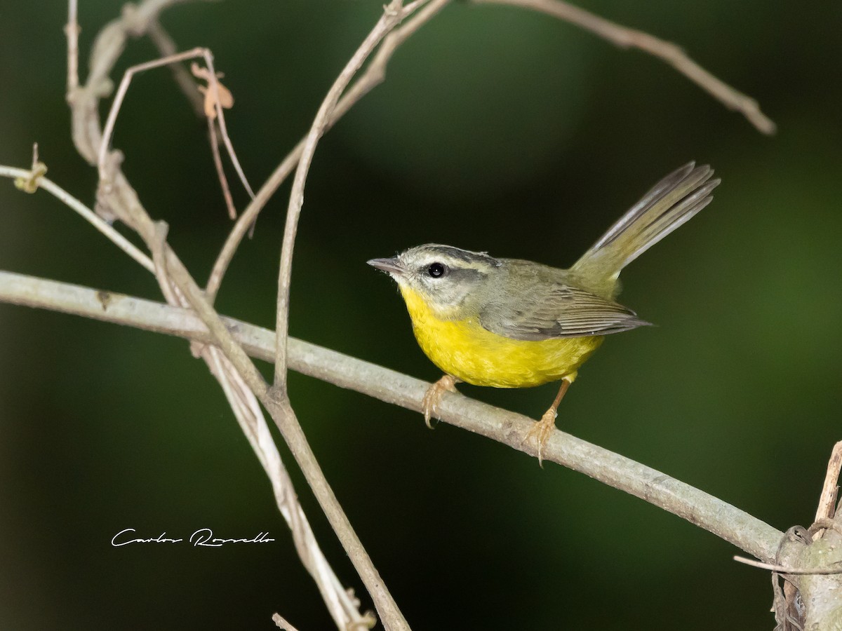 Golden-crowned Warbler - ML357102961