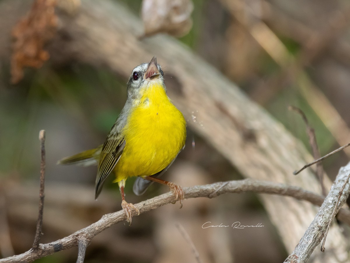 Golden-crowned Warbler - ML357103081