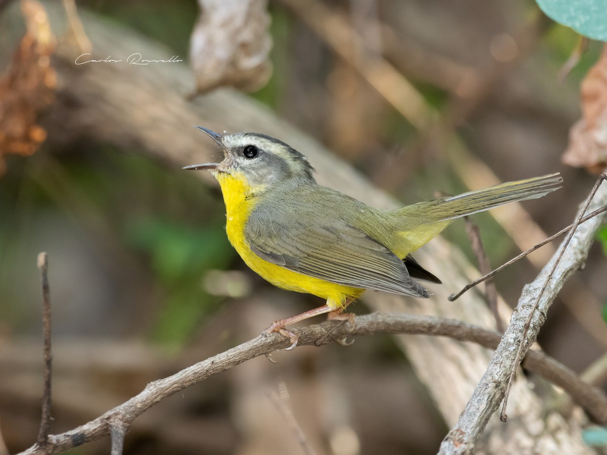 Golden-crowned Warbler - ML357103131