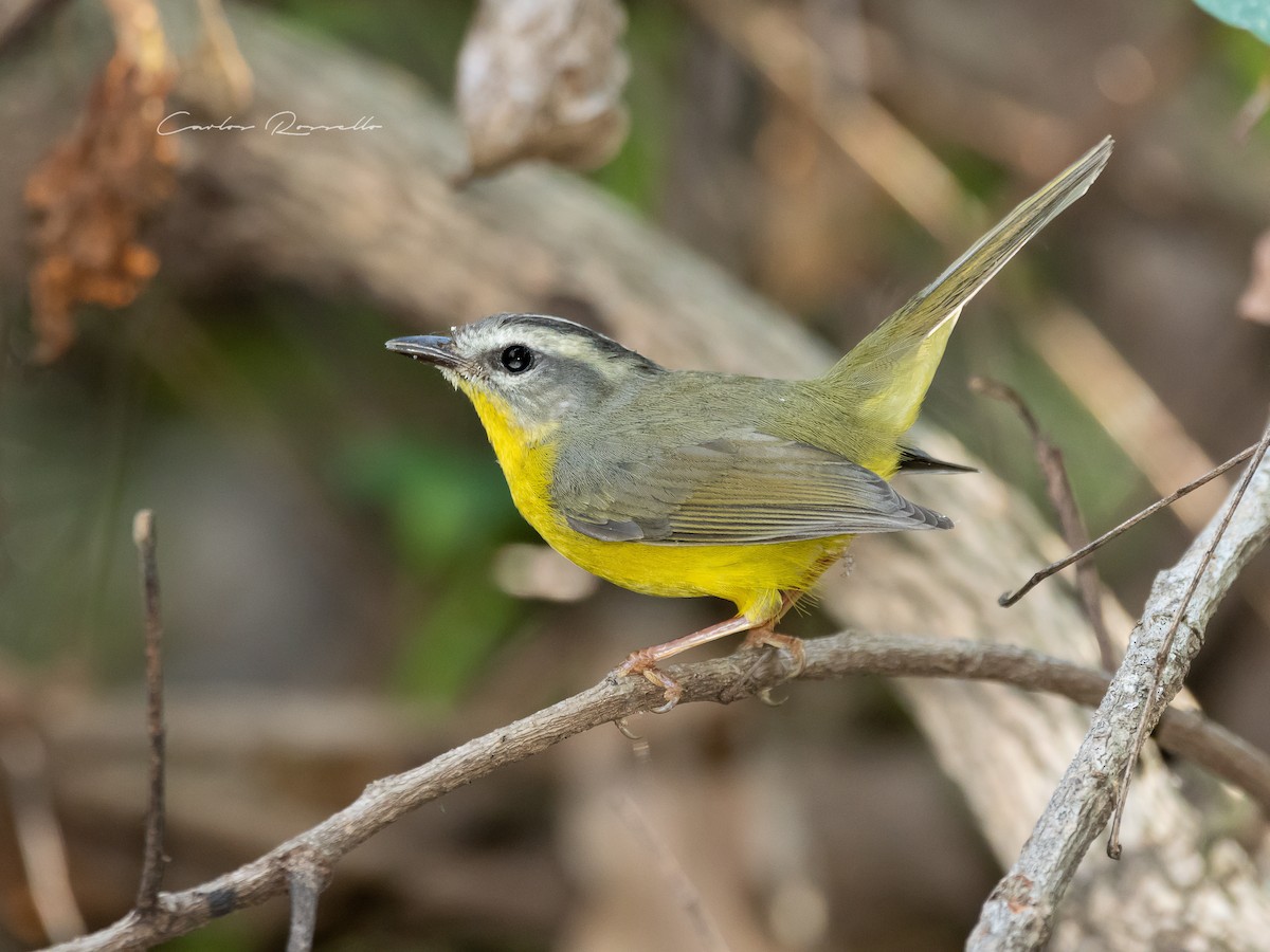 Golden-crowned Warbler - ML357103161