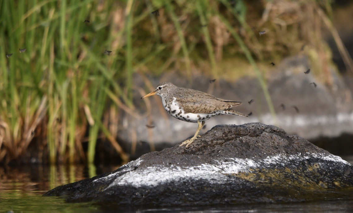 Spotted Sandpiper - ML357104061