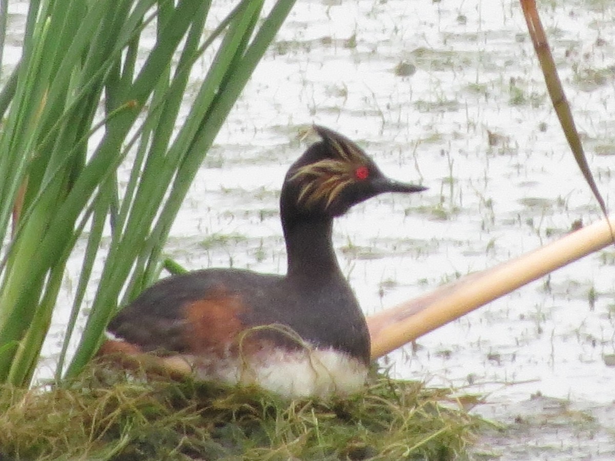 Eared Grebe - ML357108191