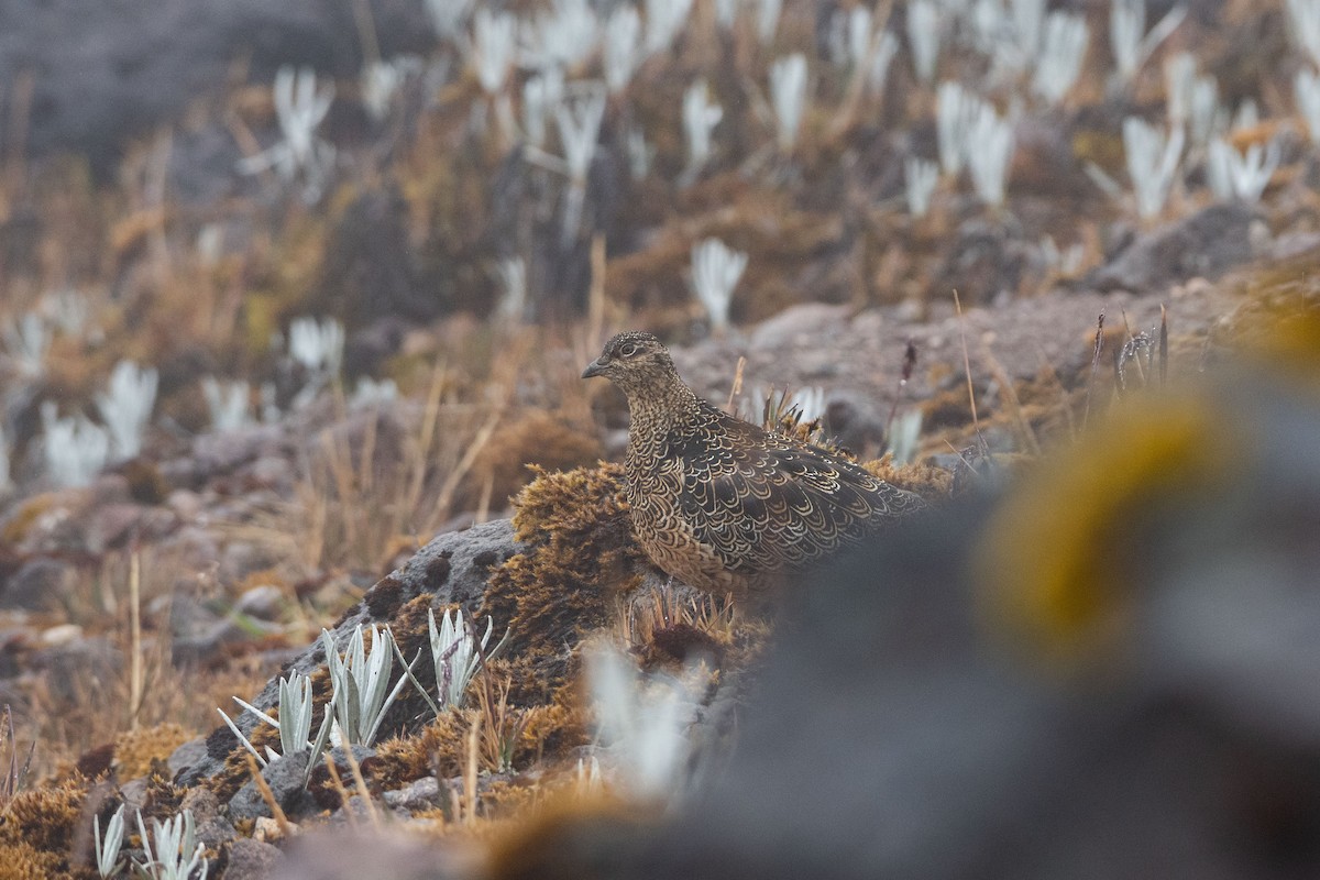 Rufous-bellied Seedsnipe - ML357108361