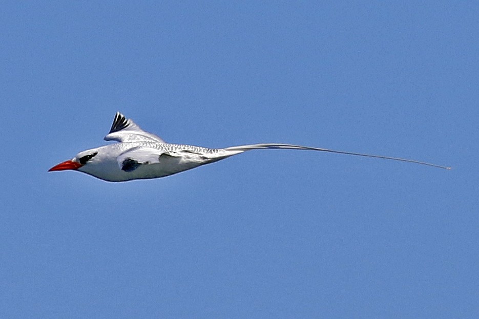 Red-billed Tropicbird - ML357108581