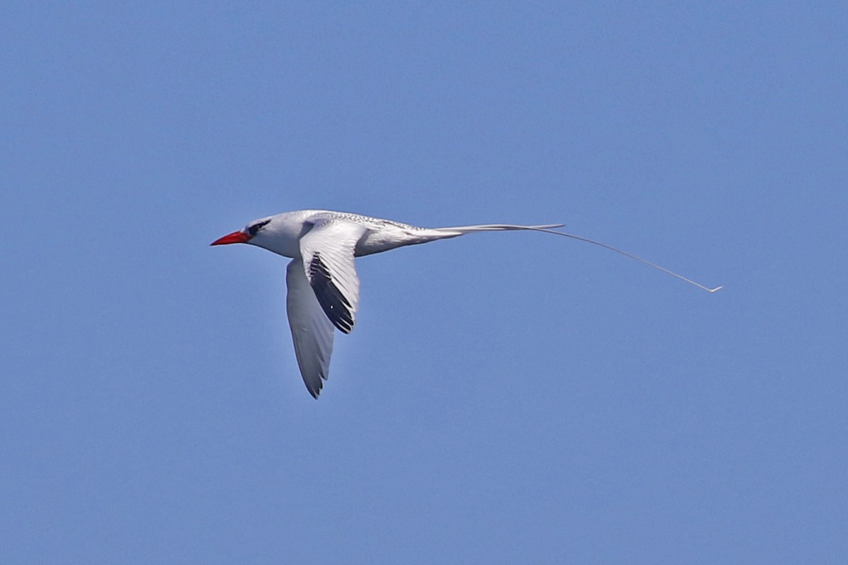 Red-billed Tropicbird - ML357108591