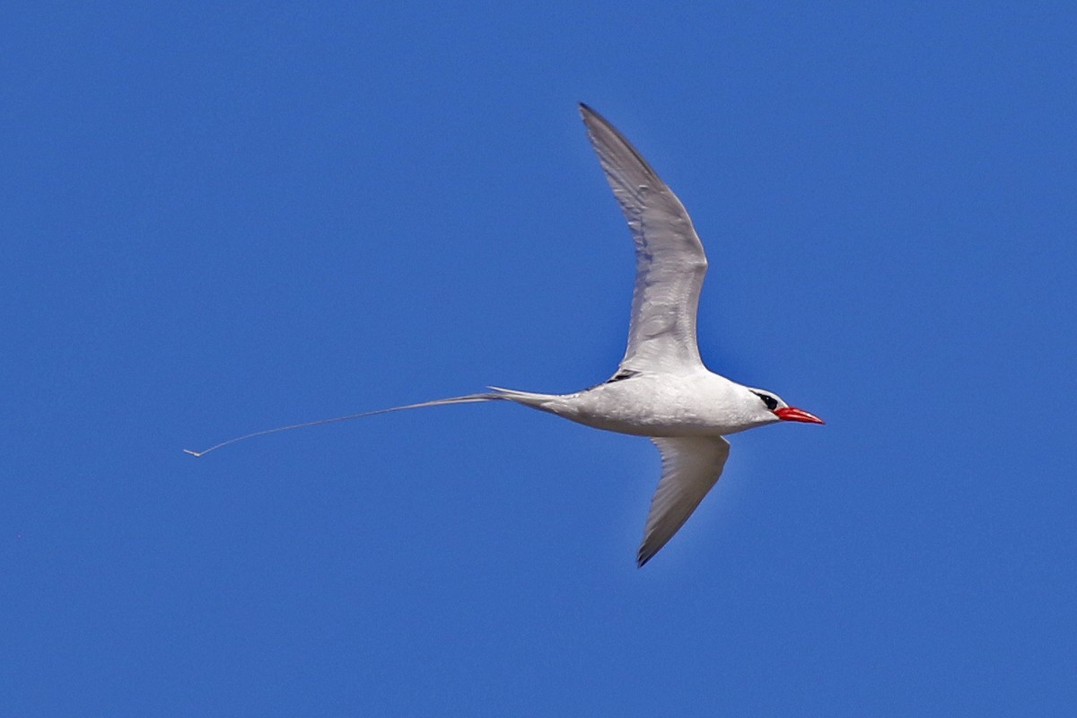 Red-billed Tropicbird - ML357108601