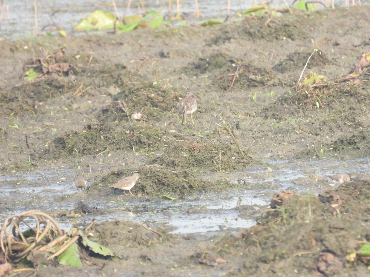 Temminck's Stint - ML357109141