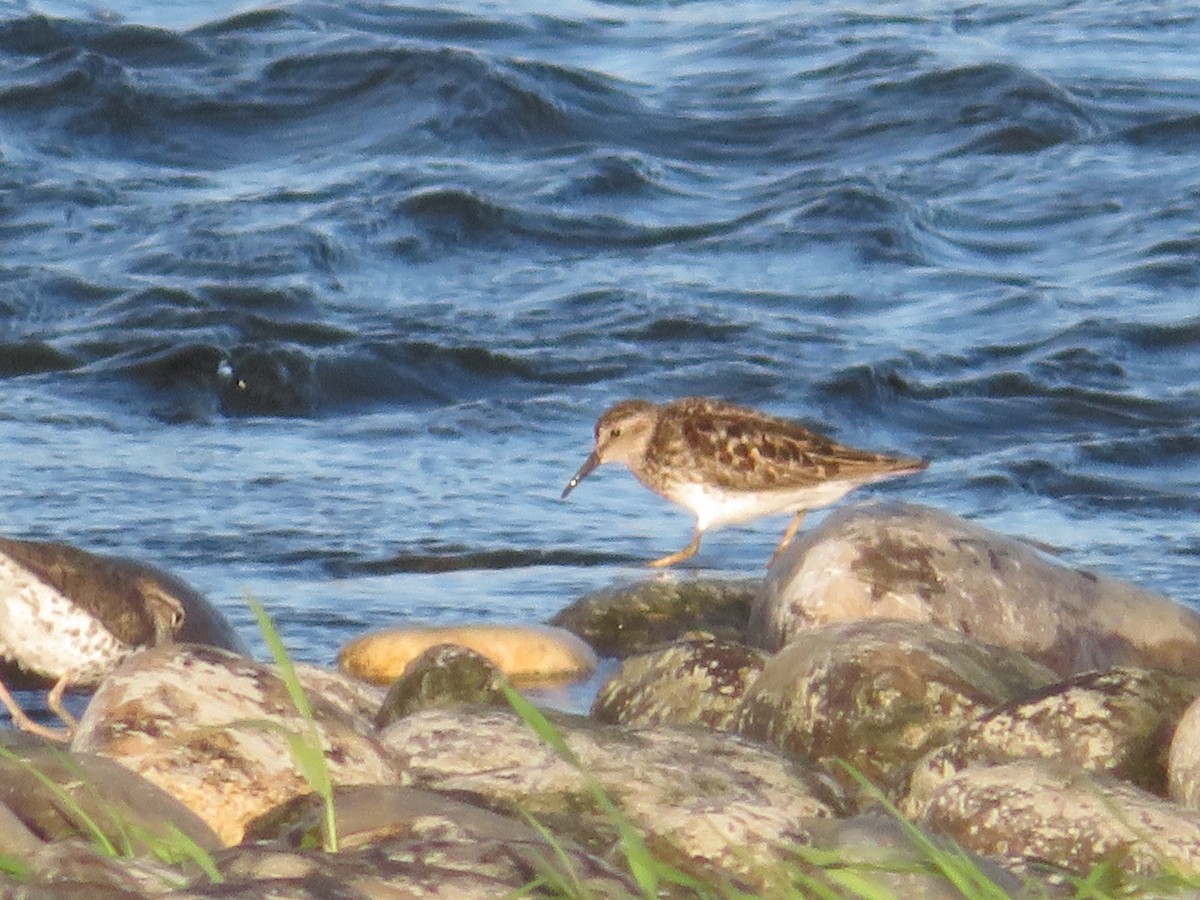 Least Sandpiper - ML357109171