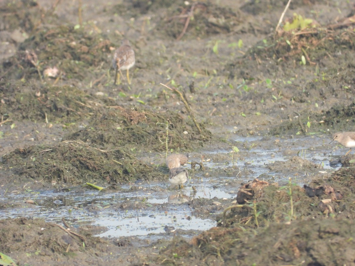 Temminck's Stint - ML357109181