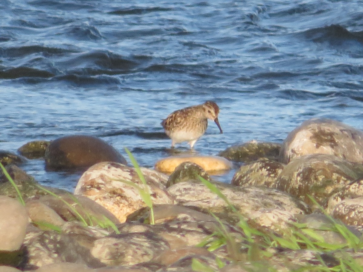 Least Sandpiper - Mark Gerber