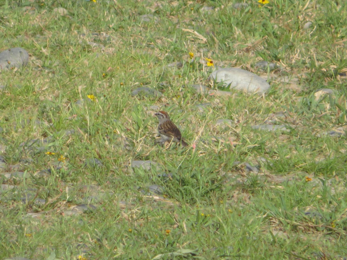 Chipping Sparrow - ML357109881