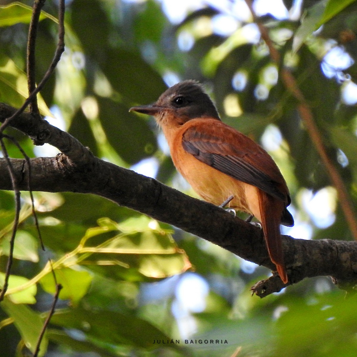 Rufous-tailed Attila - ML357110291