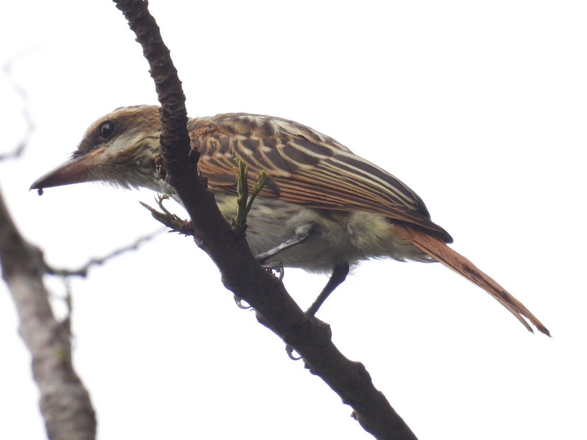 Streaked Flycatcher - ML357111851