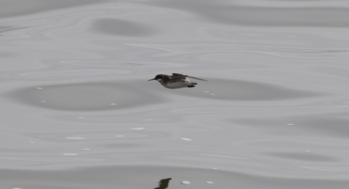 Red-necked Phalarope - ML357112181