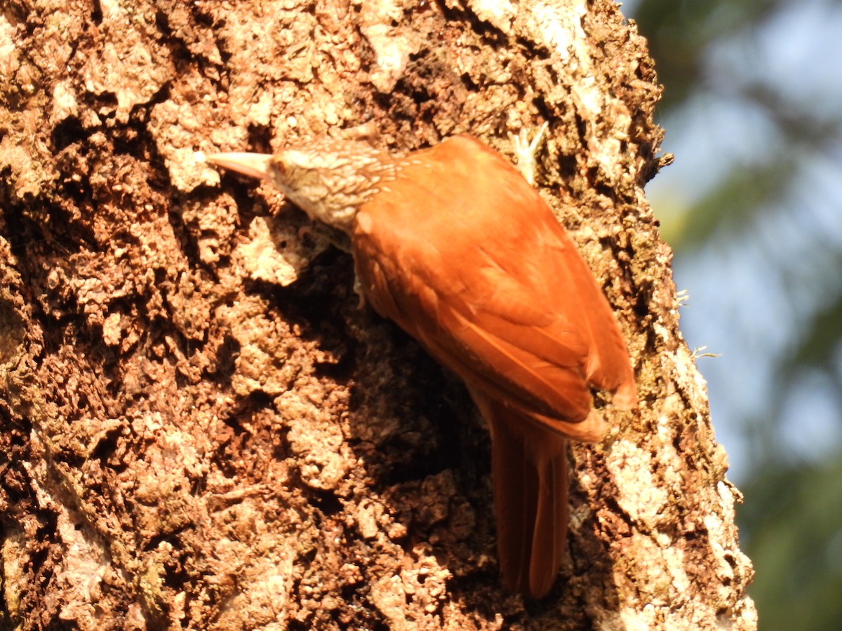 Straight-billed Woodcreeper - ML357112251