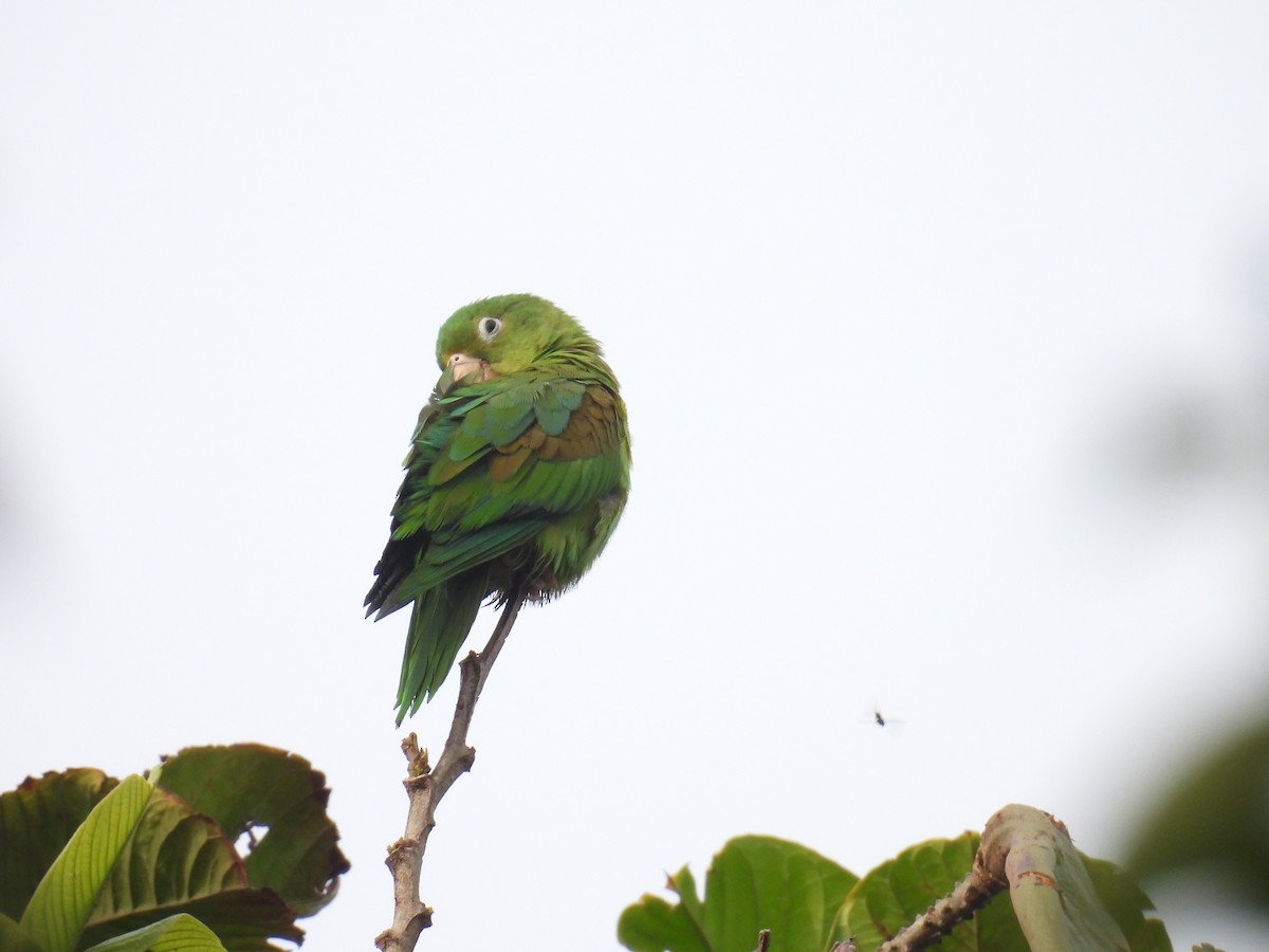 Orange-chinned Parakeet - ML357112761