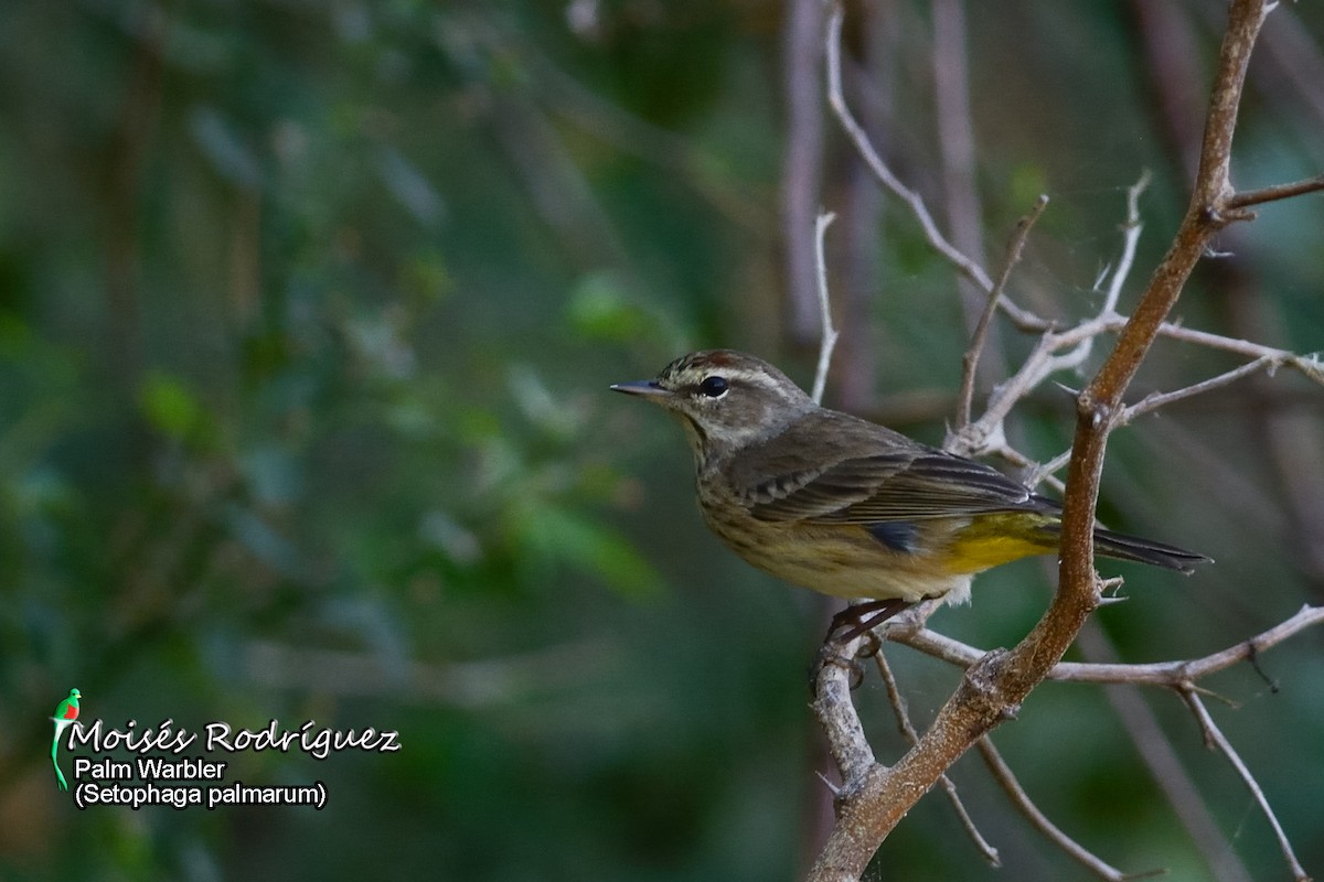 Palm Warbler - ML357113051