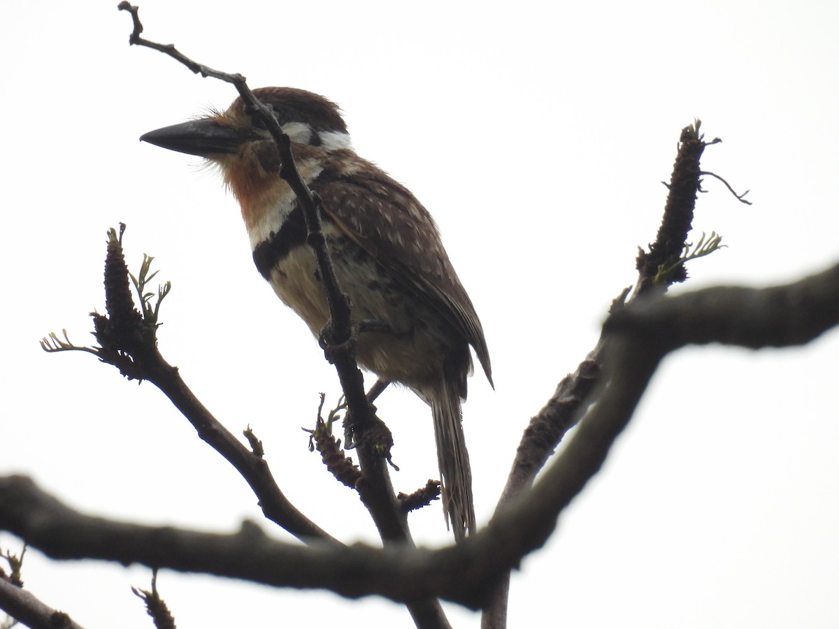 Russet-throated Puffbird - ML357113301
