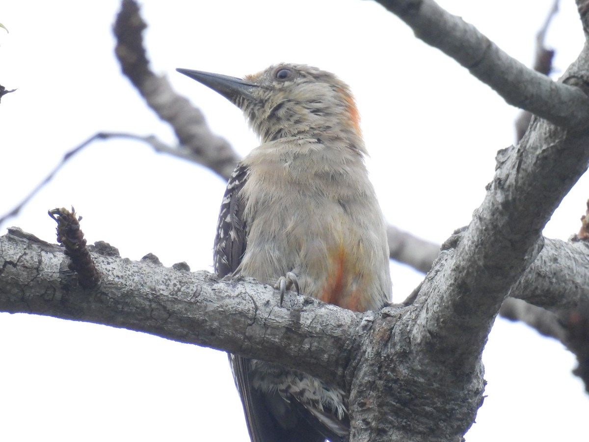 Red-crowned Woodpecker - ML357113741