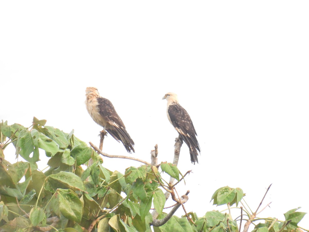 Yellow-headed Caracara - ML357113981