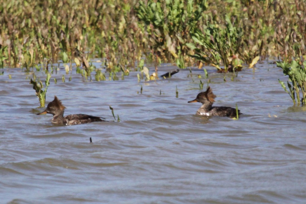 Hooded Merganser - ML357114291